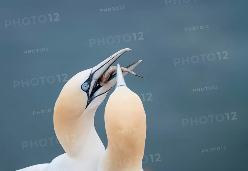 Northern gannet