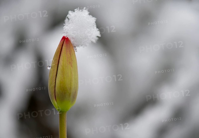 Bud of a tulip