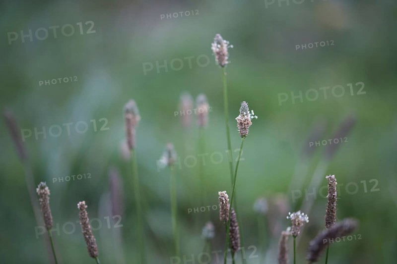 Ribwort plantain