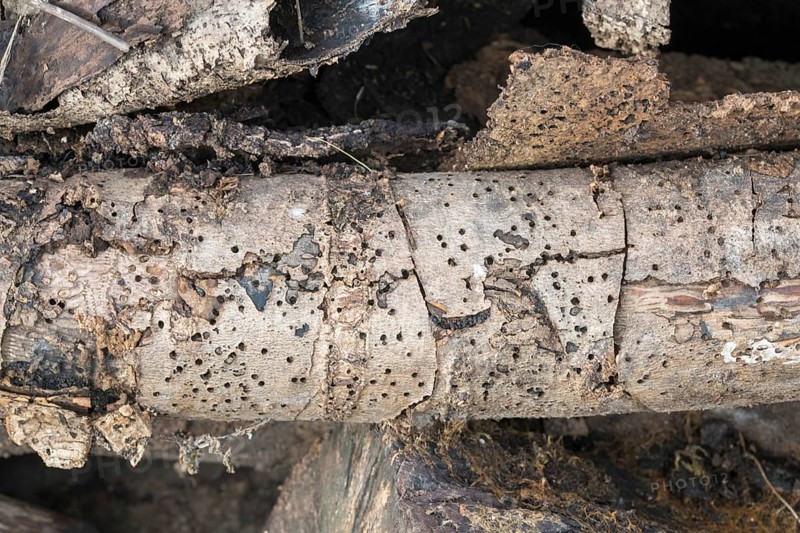 Deadwood pile as natural insect nesting aid