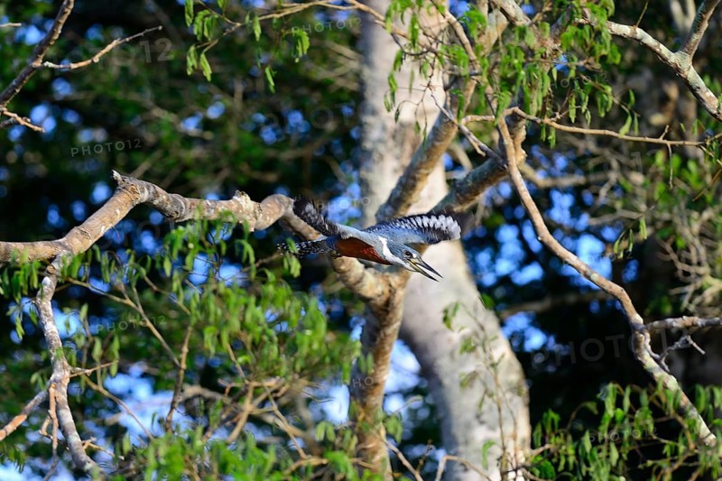 Ringed kingfisher