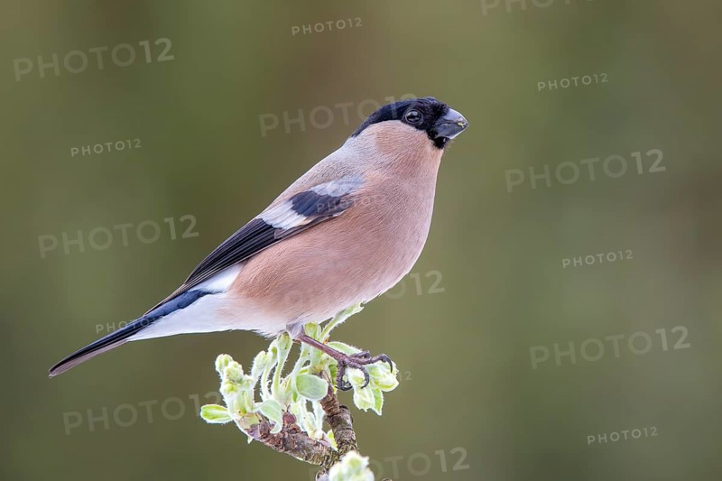 Bullfinch or eurasian bullfinch