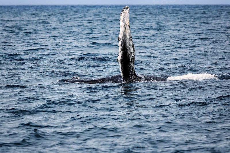 Pectoral fin of humpback whale