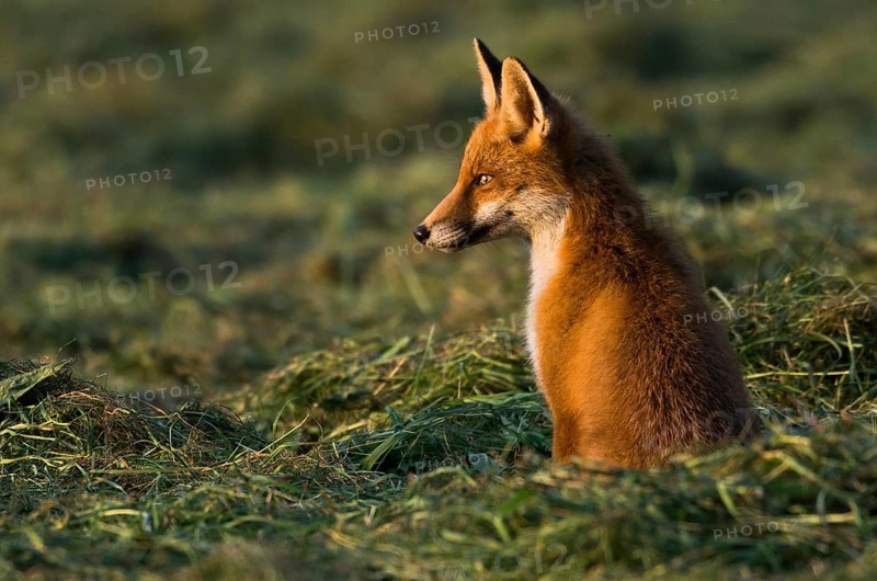 Red fox