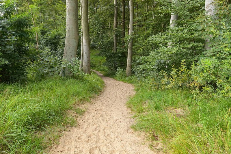 Forest path