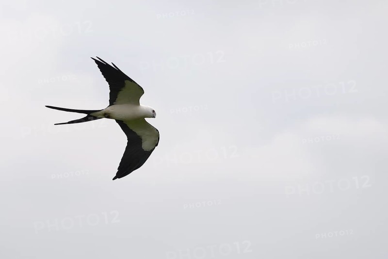 Swallow-tailed kite
