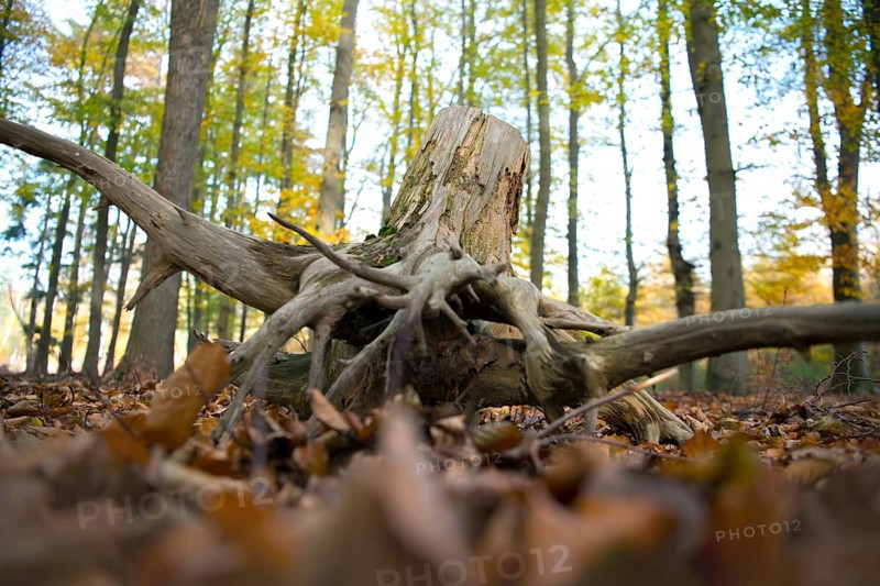 Deadwood structure in Diesfordter Wald