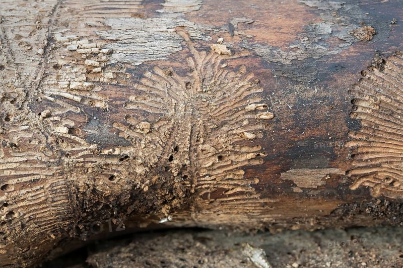 Deadwood piles as natural insect nesting aid