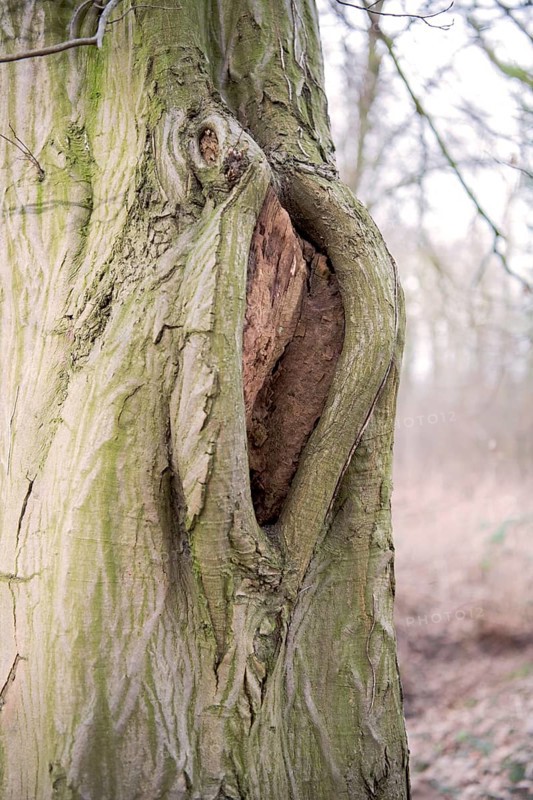 Mulm cavity in old tree