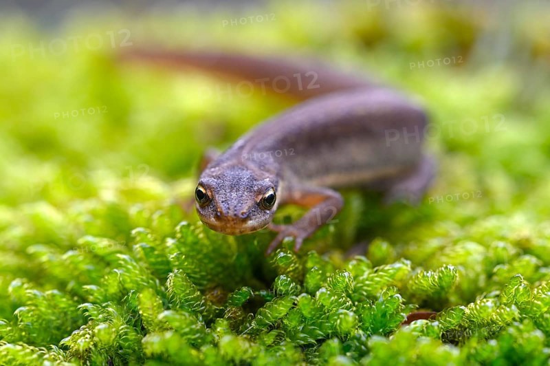 Common newt