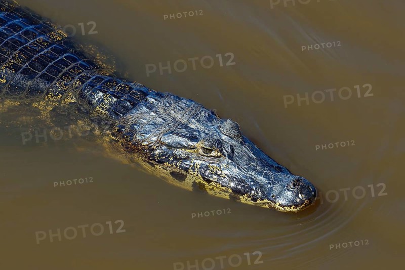 Yacare caiman