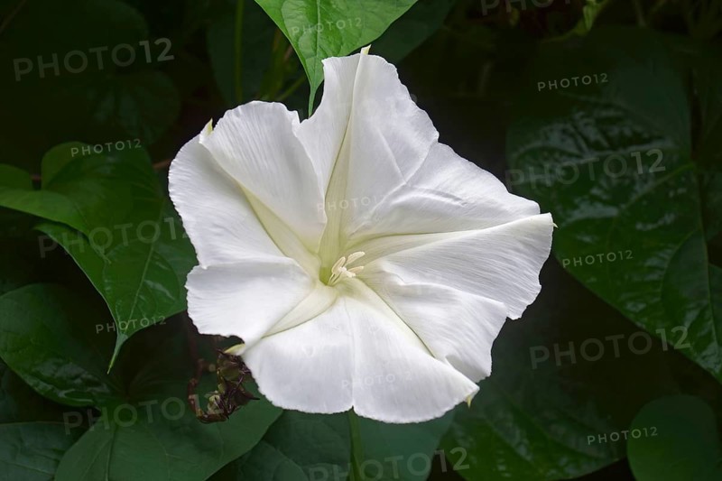 Tropical white