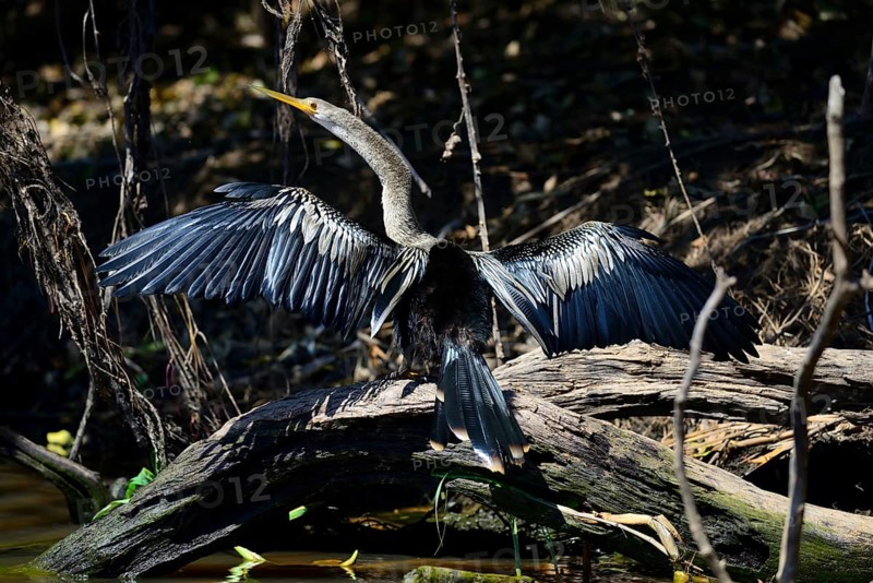 Anhinga
