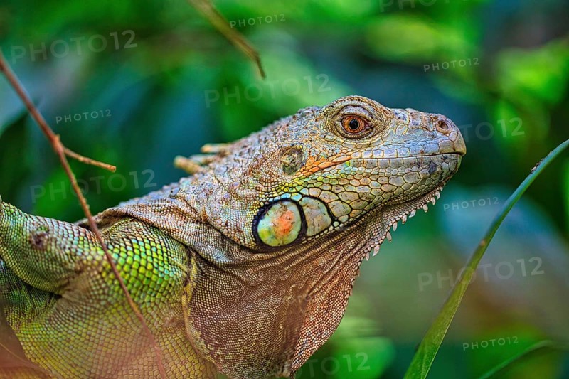 Green iguana