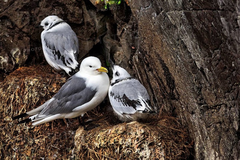 Kittiwake