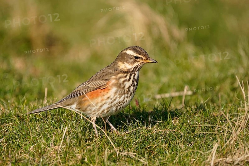 Redwing