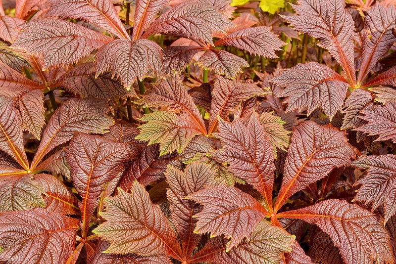 Rodgersia podophylla