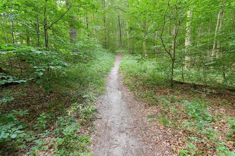 Forest path