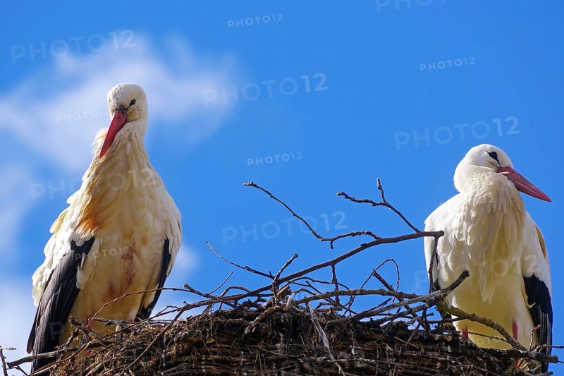 White storks