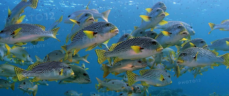 A school of Yellow Banded Sweetlips