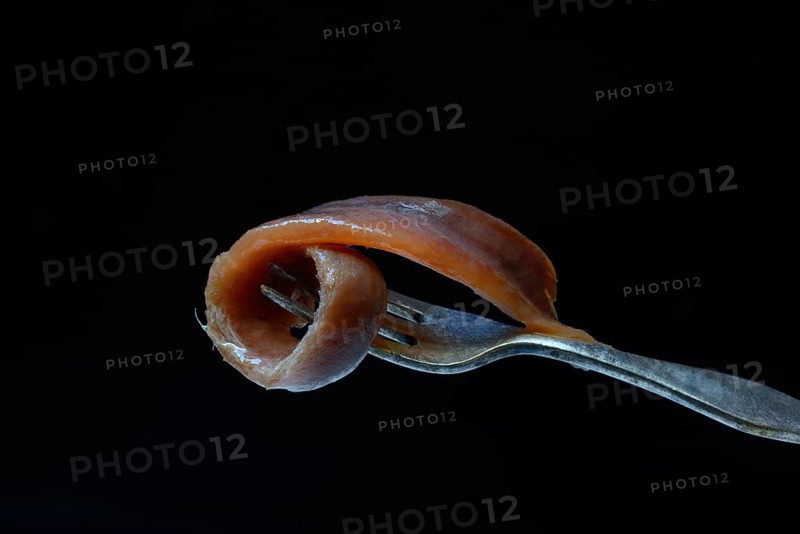 European anchovy