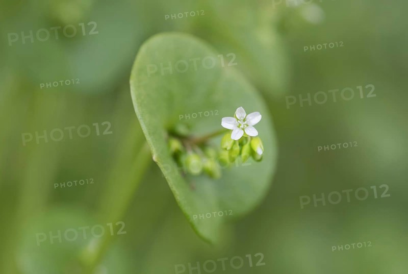Miner's lettuce