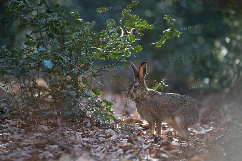 European hare
