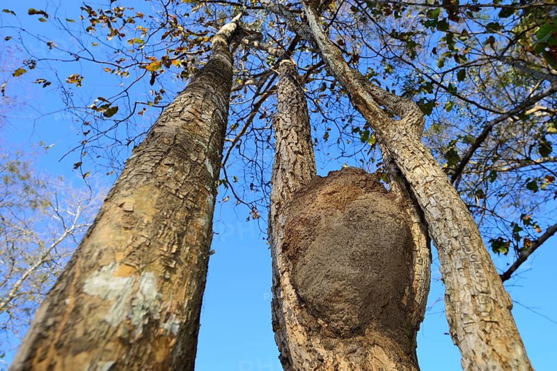 Ant nest in a branch fork