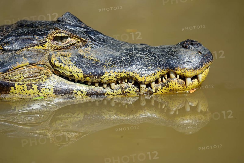 Swimming yacare caiman
