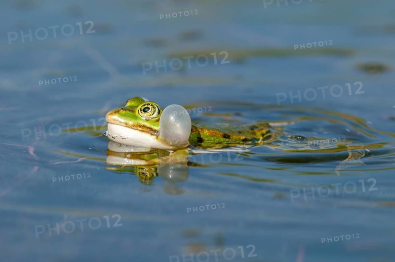 Marsh frog