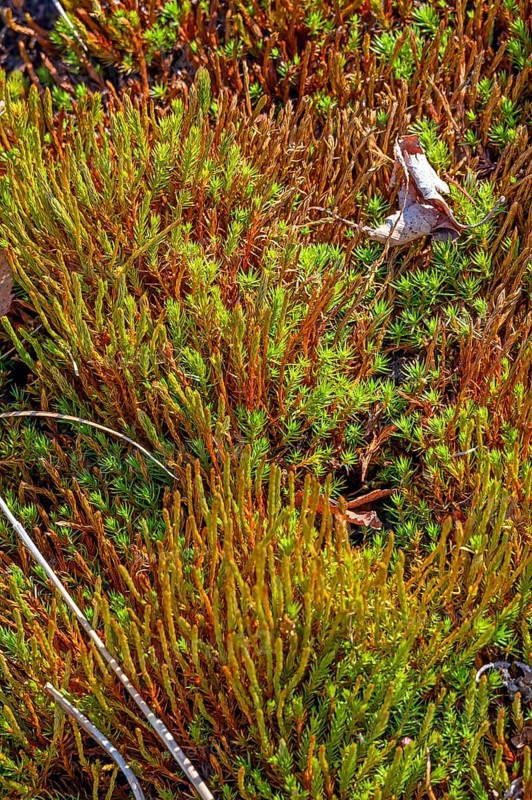 Peat mosses