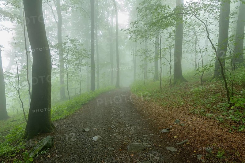 Path in mountain forest on a misty morning on mountain peak