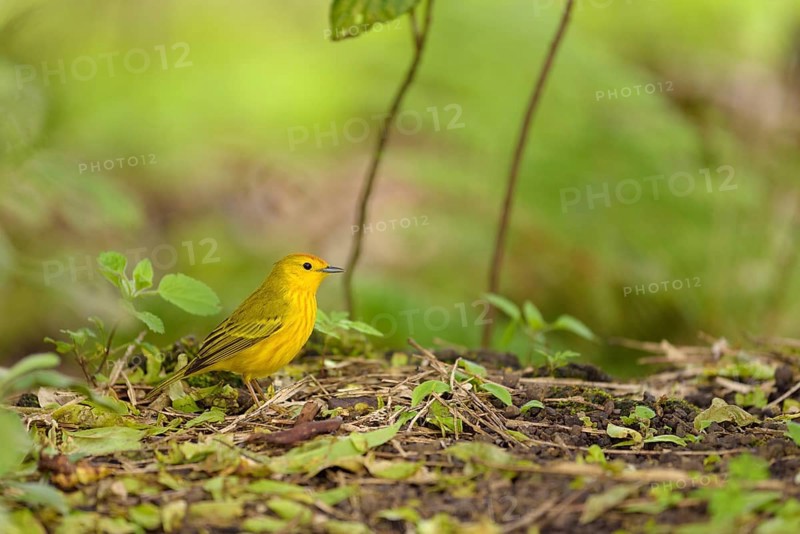 Yellow yellow warbler