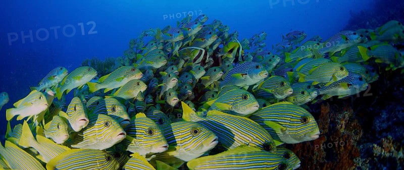 Very big school of Ribboned sweetlips