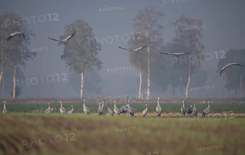 Common crane