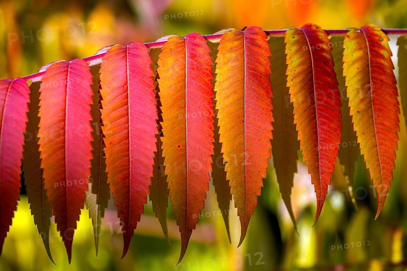 Leaf of the staghorn sumac