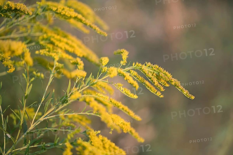 Canada goldenrod