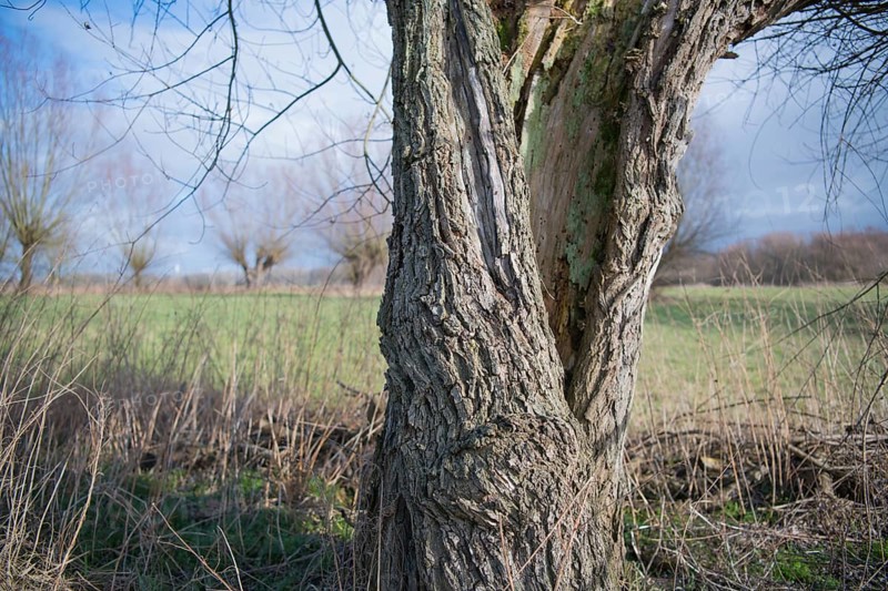 Willows