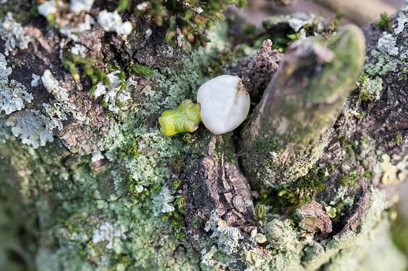 European mistletoe