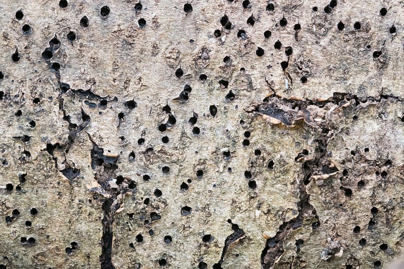 Deadwood pile as natural insect nesting aid