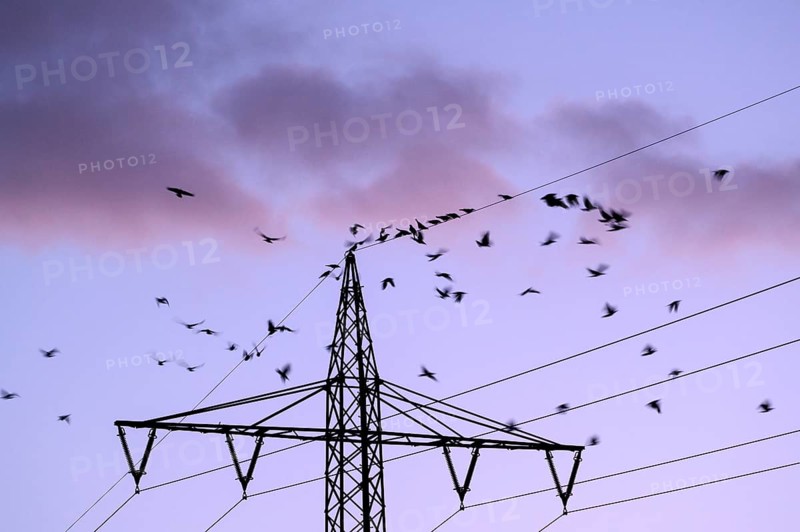 Carrion crow