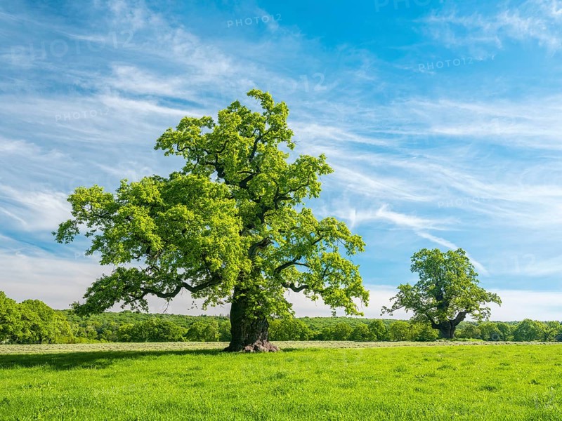 Meadow with old gnarled solitary english oak