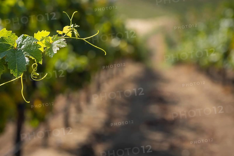 Grape leaves and vines in the vineyard