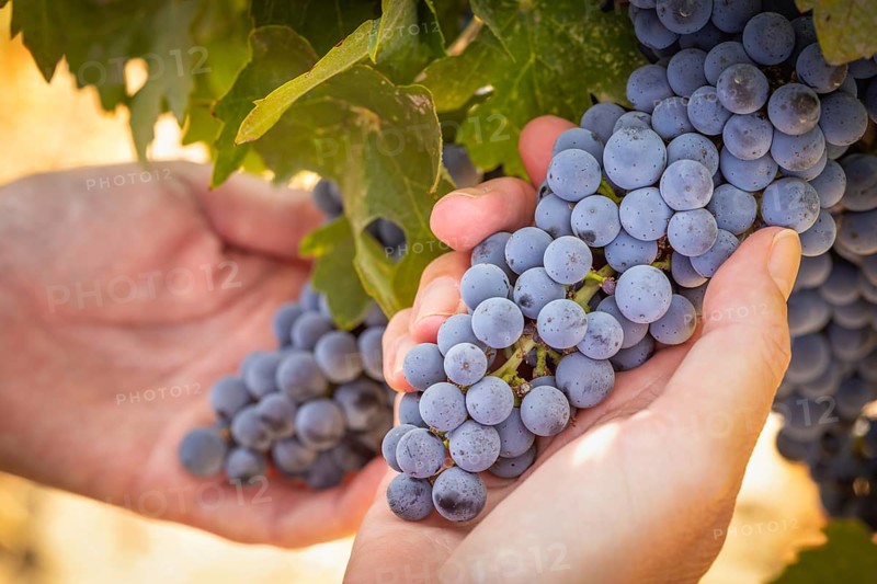 Woman hands hold ripe grapes in vineyard