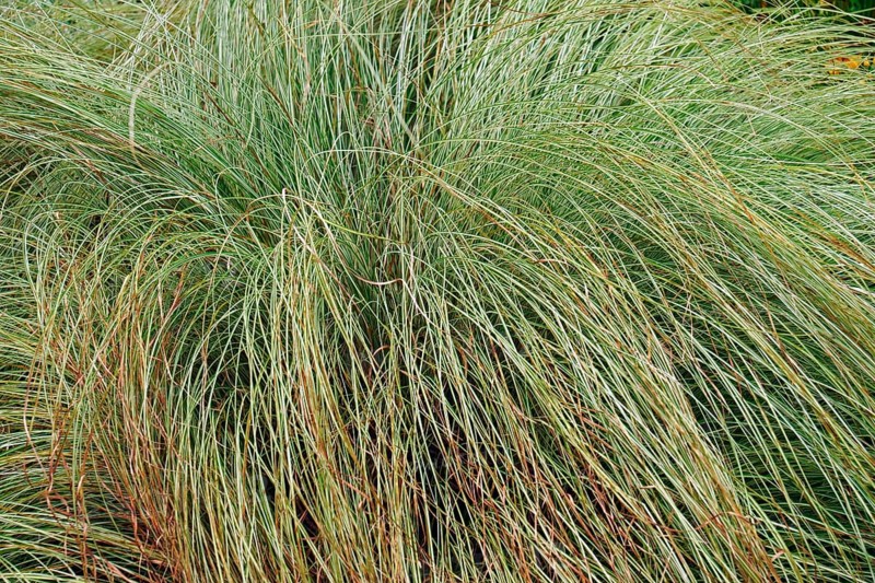 Japanese grass sedge