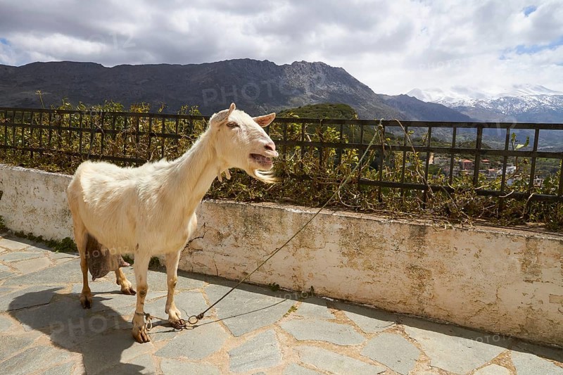 Spring in Crete