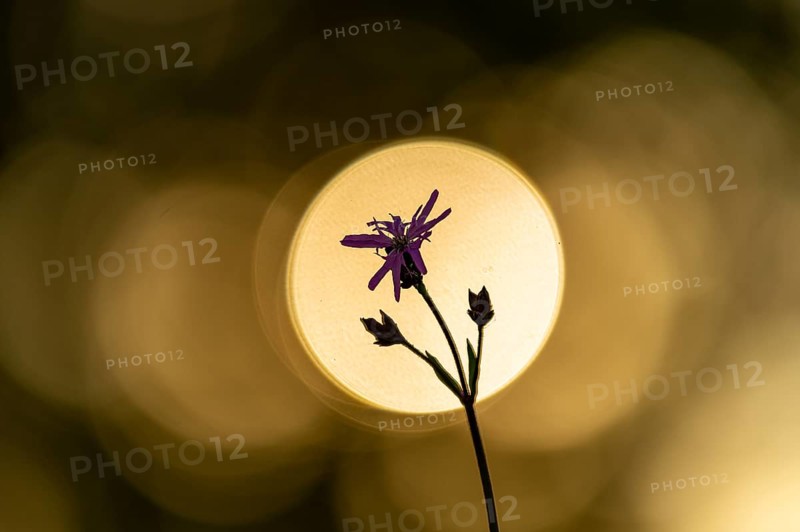 Ragged robin