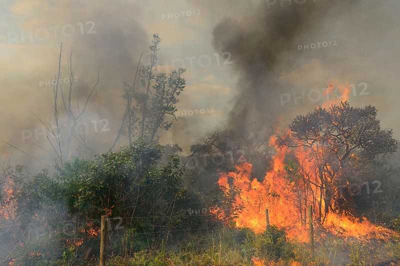 Burning vegetation in a bushfire