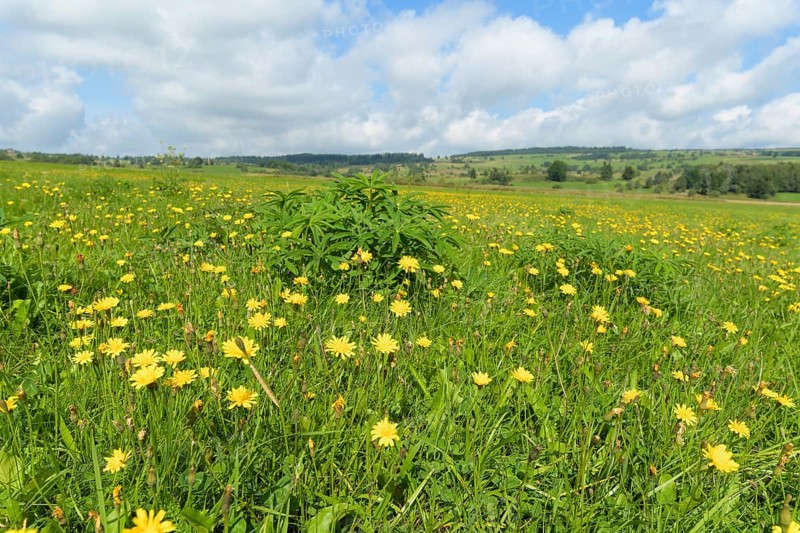 Typical Rhon landscape in summer