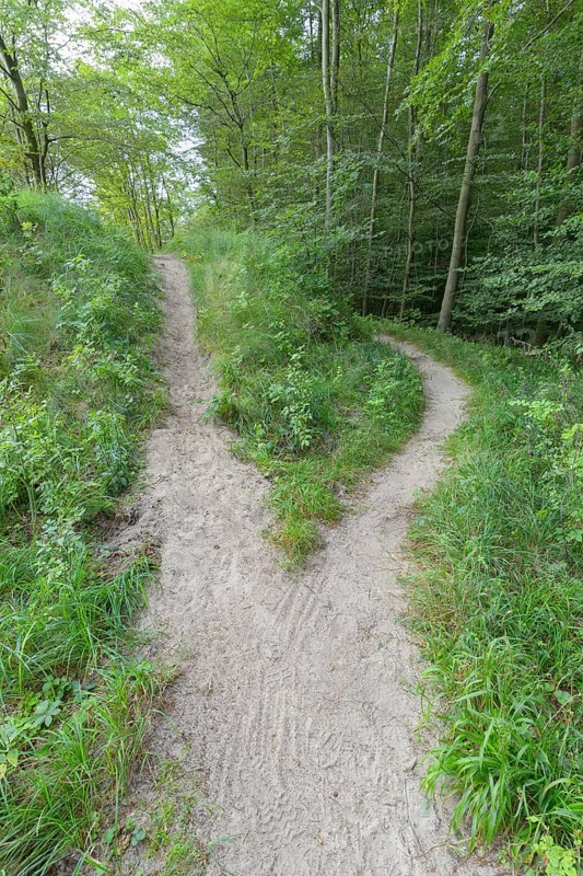 Forked forest path